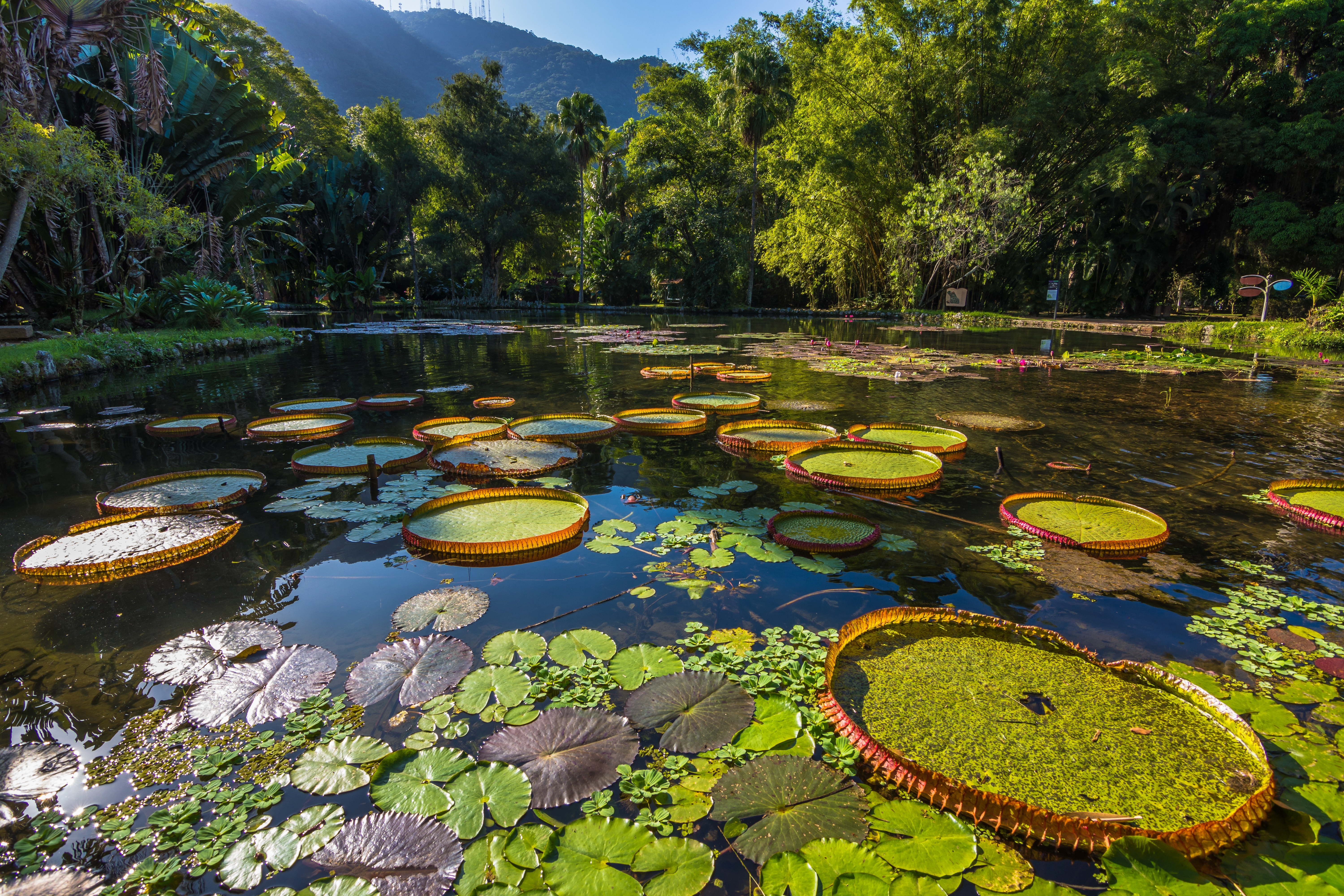 A pond surrounded by leafy trees. Large lily pads are dotted around the pond, which is reflecting the sky. In the background, behind the trees, mountains are visible.