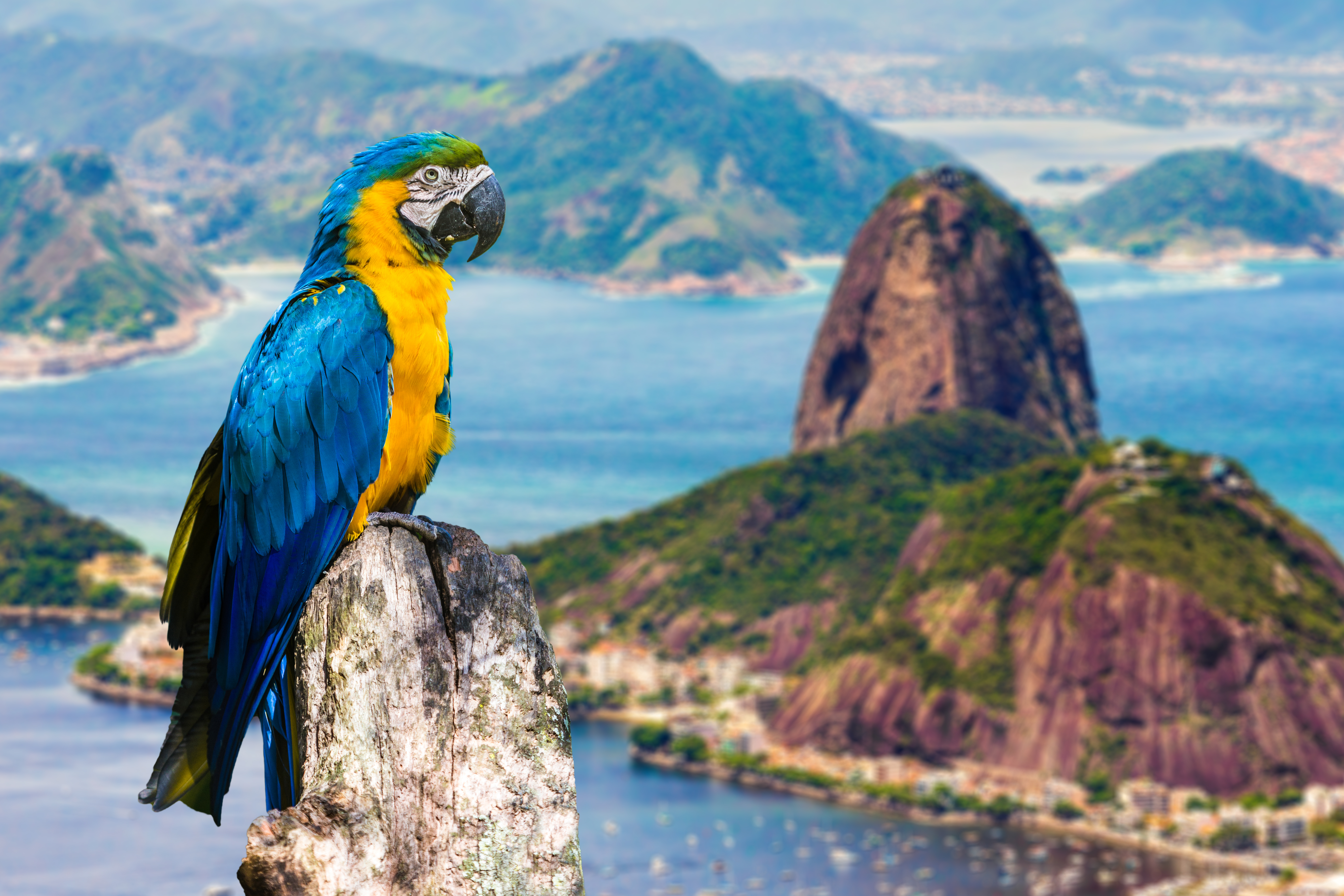 A macaw perches on a rock in the foreground. Rio's rocky, forested Sugarloaf Mountain is visible in the background, surrounded by water.